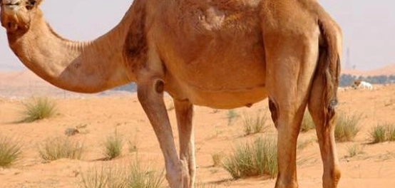روعة ذاكرة الجمال: رحلة في عالم الإبل