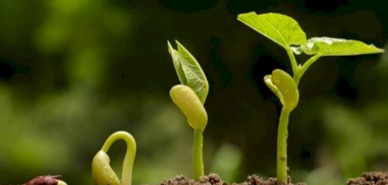 تجليات المنهج العلمي: أمثلة وتطبيقات