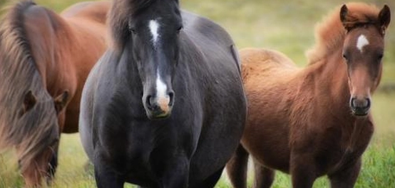 أمثال وحكم عن الخيل العربية الأصيلة