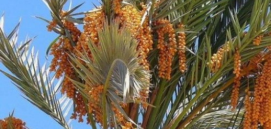 دليل شامل لأمراض نخيل التمر وعلاجها
