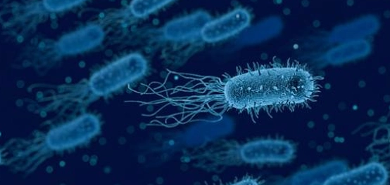 الكائنات الدقيقة في أجسامنا: أنواعها وأثرها