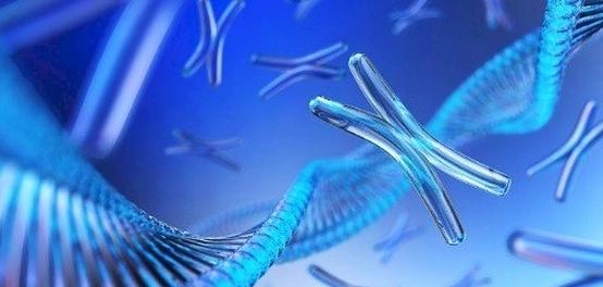 تصنيف الكروموسومات بناءً على موقع السنترومير