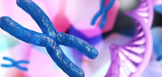 الكروموسومات: أنواعها ووظائفها وأهميتها