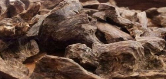 عالم العود: أنواع، فوائد، وخصائص