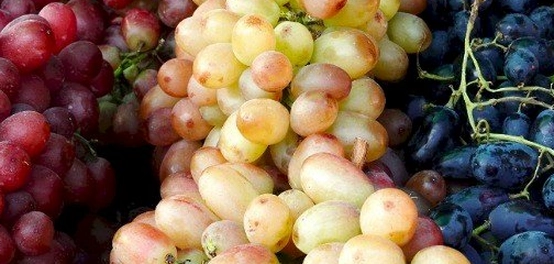 رحلة في عالم أصناف العنب