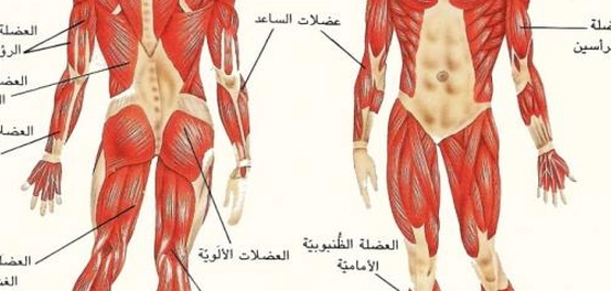 أنواع أنسجة العضلات في جسم الإنسان
