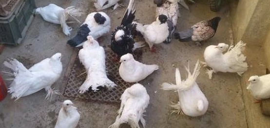 سلالات الحمام الزاجل: رحلة عبر التاريخ