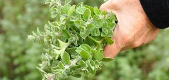 رحلة في عالم الزعتر: الأنواع، الزراعة، والاستخدامات عبر التاريخ
