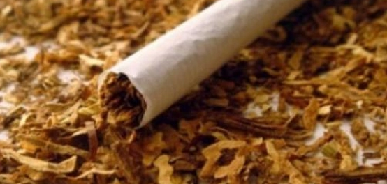 أنواع نبات التبغ وأثاره الضارة