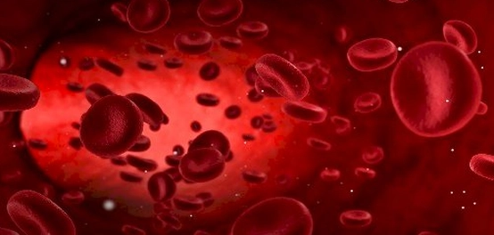 رحلة كريات الدم الحمراء: من التكوين إلى الوظيفة والأمراض