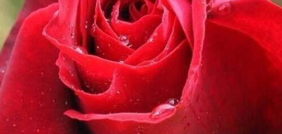 الغزل العذري: جذوره، خصائصه، وشعرائه البارزون
