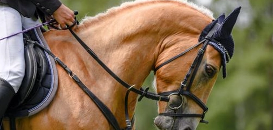 مختلف رياضات الفروسية: من القيادة إلى سباقات الخيل