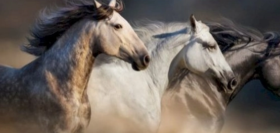 سلالات الخيول المميزة في عالم السباق