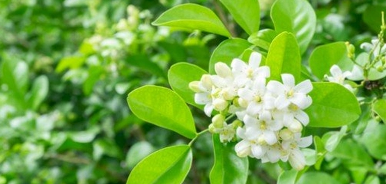 أزهار بيضاء ساحرة: دليل شامل لأنواعها وخصائصها