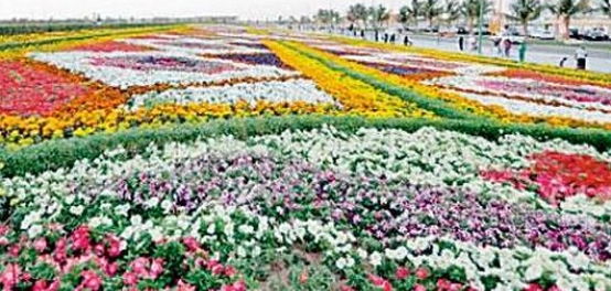 تنوع عالم الورود: دليل شامل لأنواعها