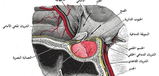 أورام الغدة النخامية: الأسباب، الأنواع، الأعراض، التشخيص، والعلاج