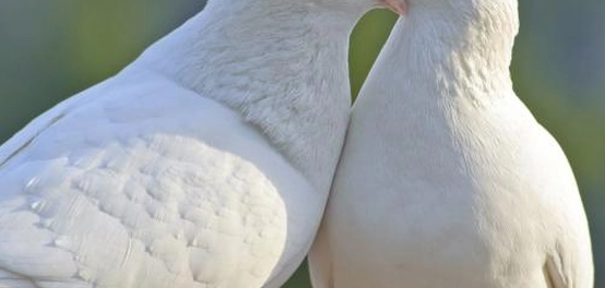 أهمية السلم العالمي و أثره البالغ على حياتنا