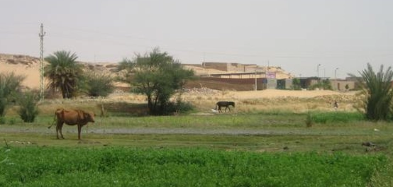 الزراعة في مصر: دورها الحيوي ودعم تنميتها