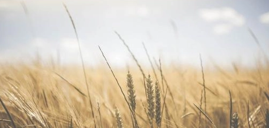 أهمية ضمان الغذاء في الإسلام