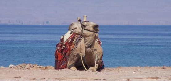 اكتشاف مدينة طابا الساحرة