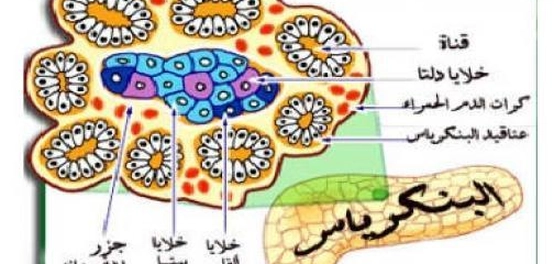موقع جزر لانغرهانز ودورها في تنظيم السكر