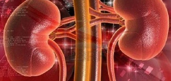 موقع الكليتين في جسم الإنسان: دليل شامل