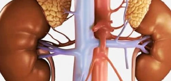 موقع الغدد الكظرية ووظائفها