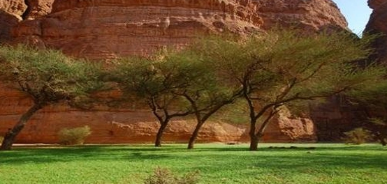 اكتشاف مدينة العلا: موقعها، تاريخها، وجمالها