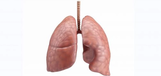 موقع الرئتين في جسم الإنسان: دليل شامل