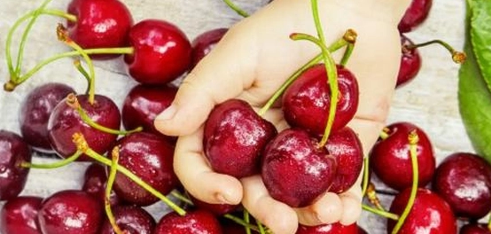 زراعة أشجار الكرز: الدليل الشامل