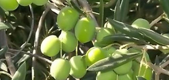 زراعة شجرة الزيتون: دليل شامل