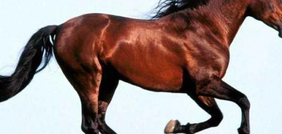 تاريخ ركوب الخيل: من أول فارس إلى فوائد رياضة الفروسية