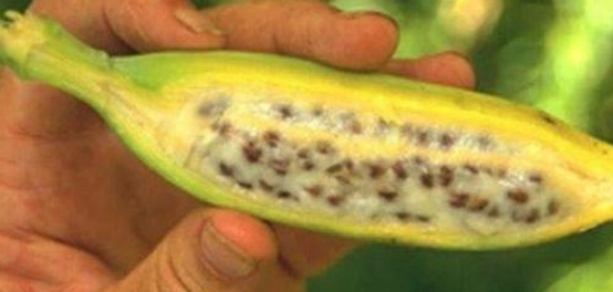 أسرار زراعة الموز وخفايا ثماره