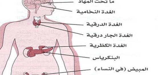 موقع الغدد في جسم الإنسان
