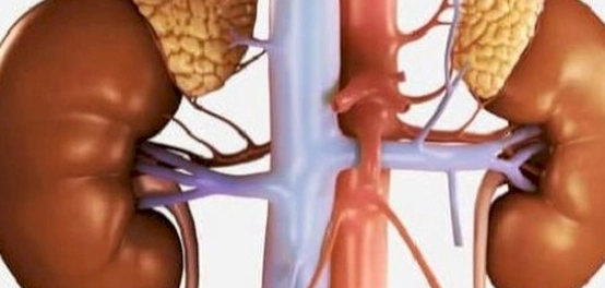 موقع الغدد الكظرية ووظائفها وأمراضها