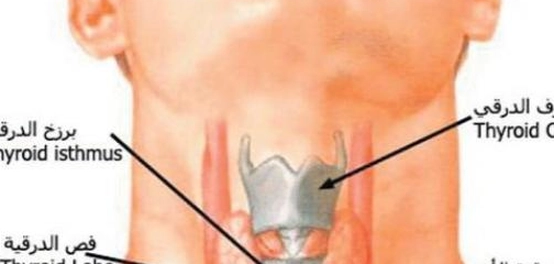 موقع الغدة الدرقية ووظائفها وأمراضها