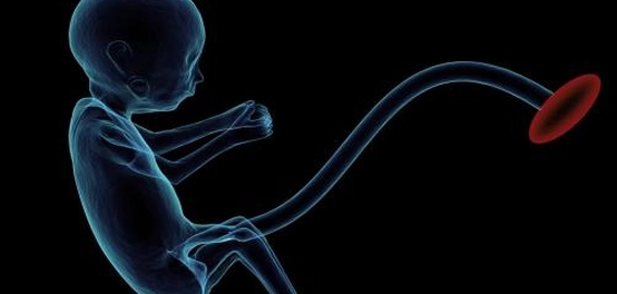 معجزات القرآن الكريم في وصف مراحل تكوين الجنين