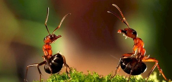 مواقع تواجد حمض الفورميك وخصائصه واستخداماته