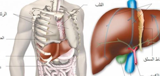 موقع الكبد في جسم الإنسان: دليل شامل