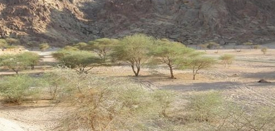 أسرار وادي الجن في المدينة المنورة