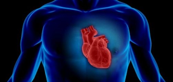 موقع القلب في جسم الإنسان: دليل شامل