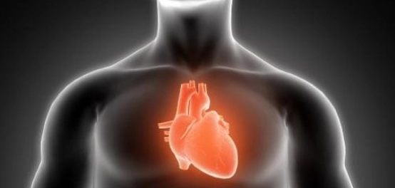 موقع القلب في جسم الإنسان: تشريحه ووظيفته