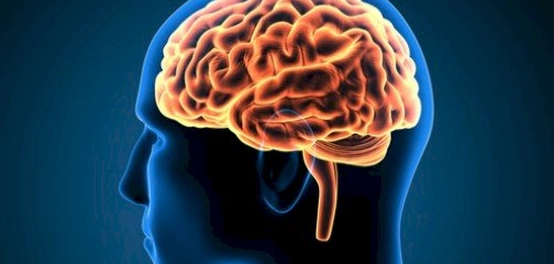 موقع الدماغ ووظائفه وأمراضه الشائعة