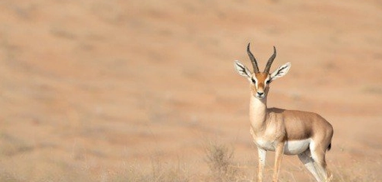 مسكن ظبي الإدمي: بيئته، غذائه، وحياته