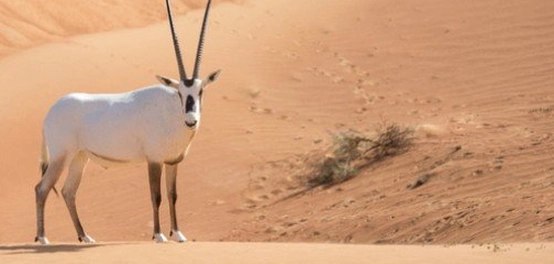 موائل المها العربي: انتشاره، تكيفه، وتحديات بقائه