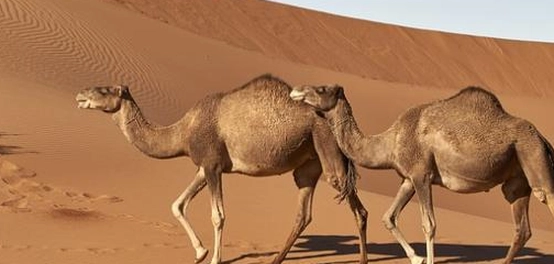 مسكن الإبل: أنواعها وخصائصها
