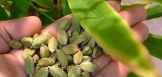 زراعة نبات الهيل: دليل شامل للمزارع