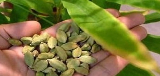 رحلتنا مع الهيل: من زراعته إلى فوائده