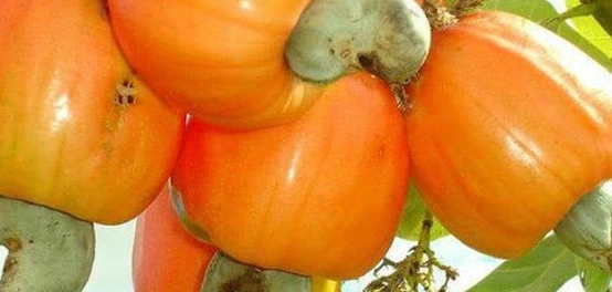 رحلة الكاجو: من أصوله إلى موائدنا