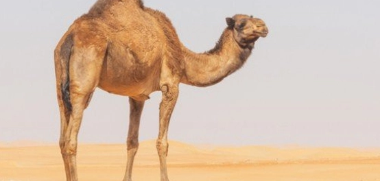 أسرار قدرة الجمل على تحمل العطش